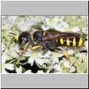 Ectemnius cavifrons - Grabwespe w01a 14mm - Tecklenburg-Habichtswald det.jpg